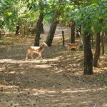 Fauna auf Norderney: Tierwelt im Überblick Damwild auf einem Waldweg im Inselwäldchen von Norderney