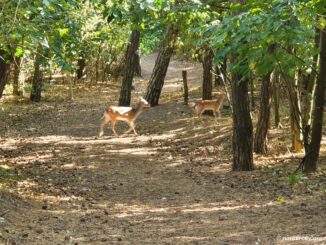 Damwild auf einem Waldweg im Inselwäldchen von Norderney
