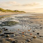 Bernstein und Muscheln finden am Strand von Norderney Bernstein und Muscheln finden am Strand von Norderney