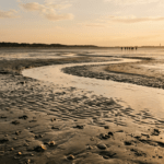 Erleben Sie Wattwanderungen auf Norderney Erleben Sie Wattwanderungen auf Norderney