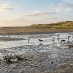 Fauna auf Norderney: Tierwelt im Überblick Fauna auf Norderney: Tierwelt im Überblick
