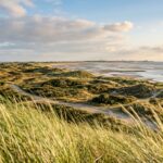 Flora und Pflanzenwelt auf Norderney Flora und Pflanzenwelt auf Norderney