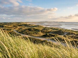 Flora und Pflanzenwelt auf Norderney