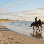 Reiten auf Norderney: Reithof, Strandritte & Angebote Reiten auf Norderney: Reithof, Strandritte & Angebote