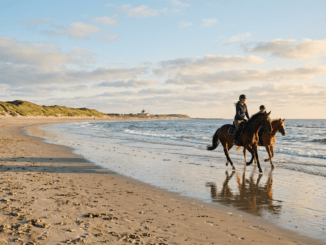 Reiten auf Norderney: Reithof, Strandritte & Angebote
