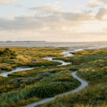 Storchennest Norderney: wo Stoerche auf der Insel bruten Storchennest Norderney: wo Stoerche auf der Insel bruten