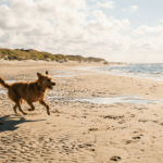 Urlaub mit Hund auf Norderney – Ihr Guide Urlaub mit Hund auf Norderney – Ihr Guide