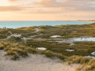 Vogelbeobachtung auf Norderney: Arten, Orte & beste Zeiten