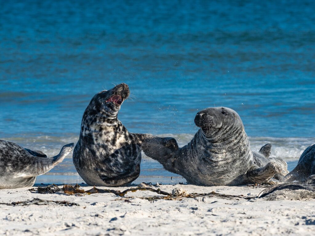 Zwei Kegelrobben rangeln am hellen Sandstrand auf Helgoland, dahinter die Nordsee