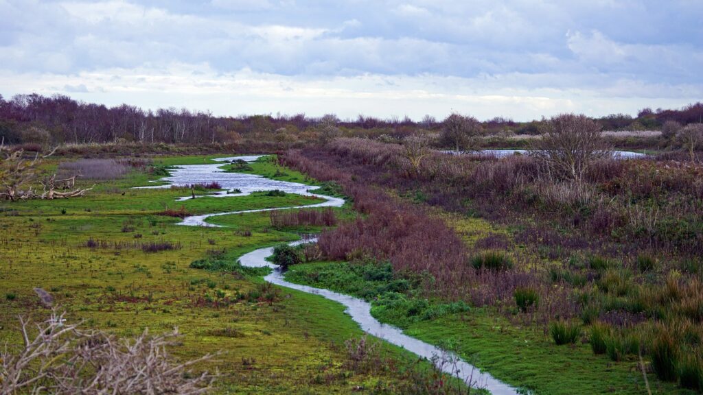 Priele und herbstlich gefärbte Vegetation im Südstrandpolder auf Norderney Anfang November