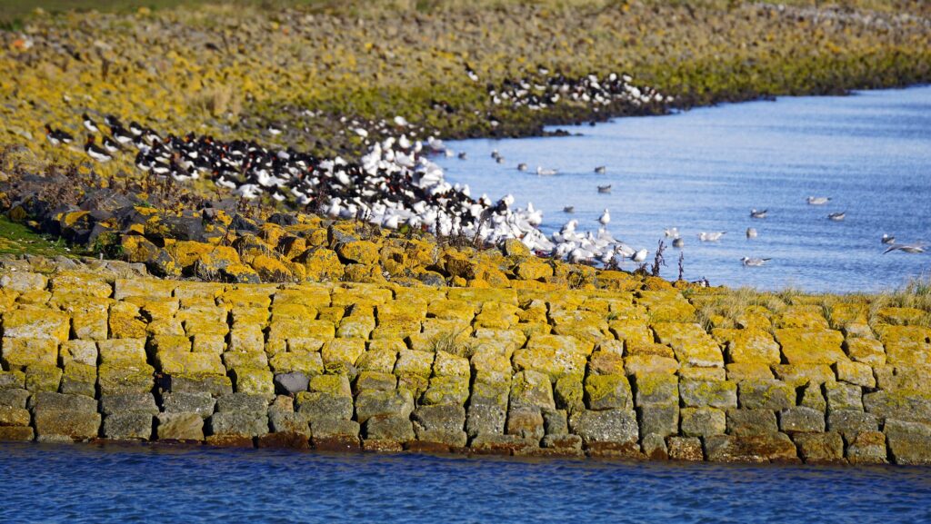 Austernfischer und Silbermöwen rasten Ende Oktober an einem Steinufer auf Norderney