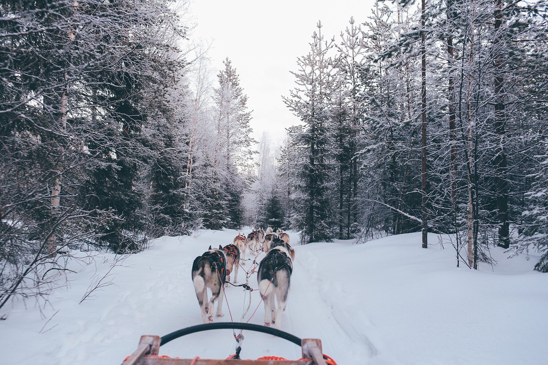 Huskygespann zieht einen Schlitten durch verschneiten Nadelwald bei Rovaniemi