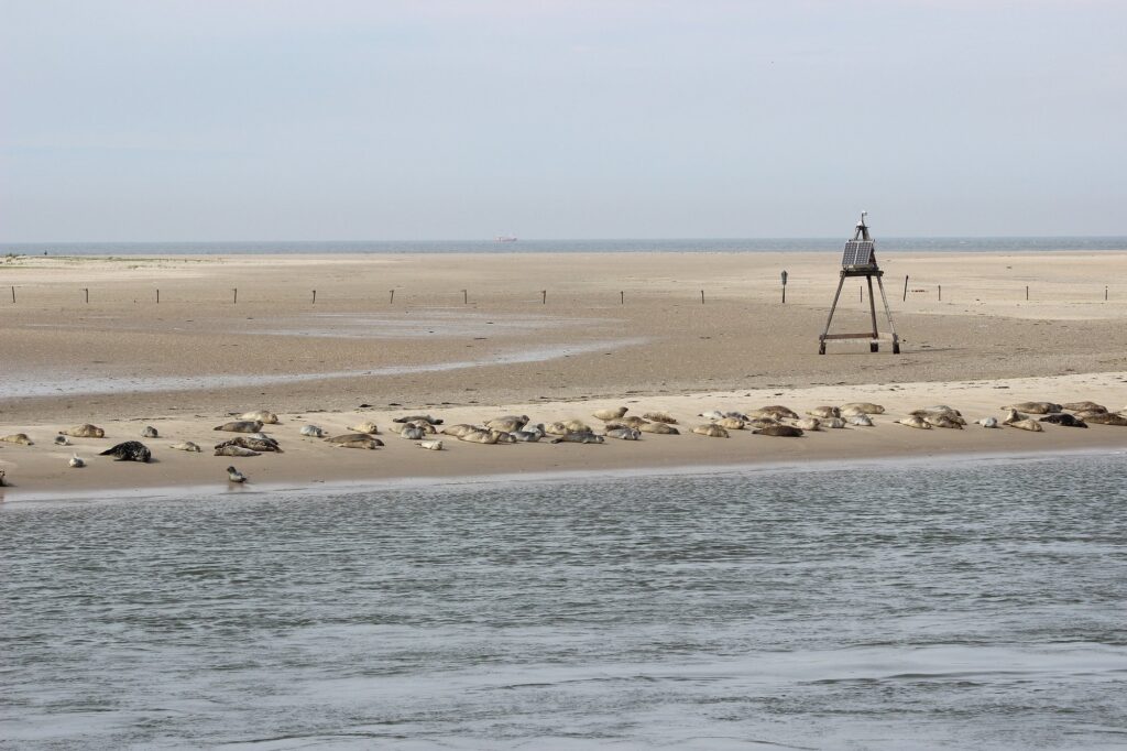Seehunde und eine große dunkle Kegelrobbe liegen gemeinsam auf der Othelloplate vor Norderney