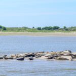 Seehundbänke Norderney: Touren, Regeln und beste Zeit Gruppe von Seehunden ruht auf einer Sandbank im Wattenmeer vor bewachsenen Dünen